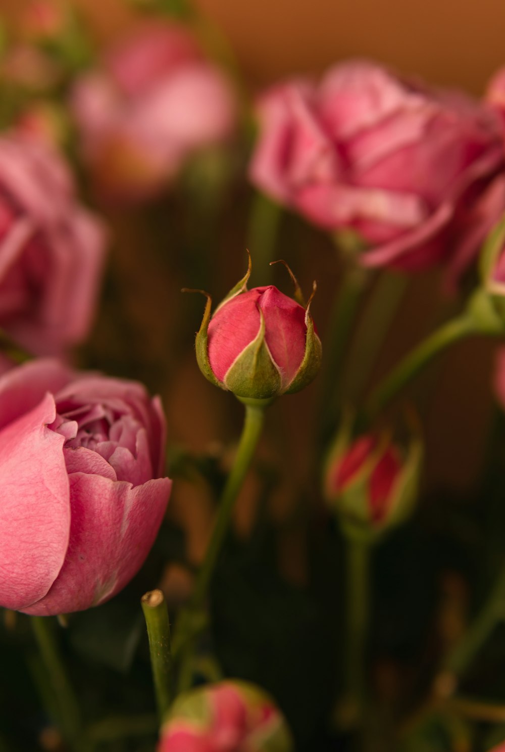 a close up of a bunch of pink flowers