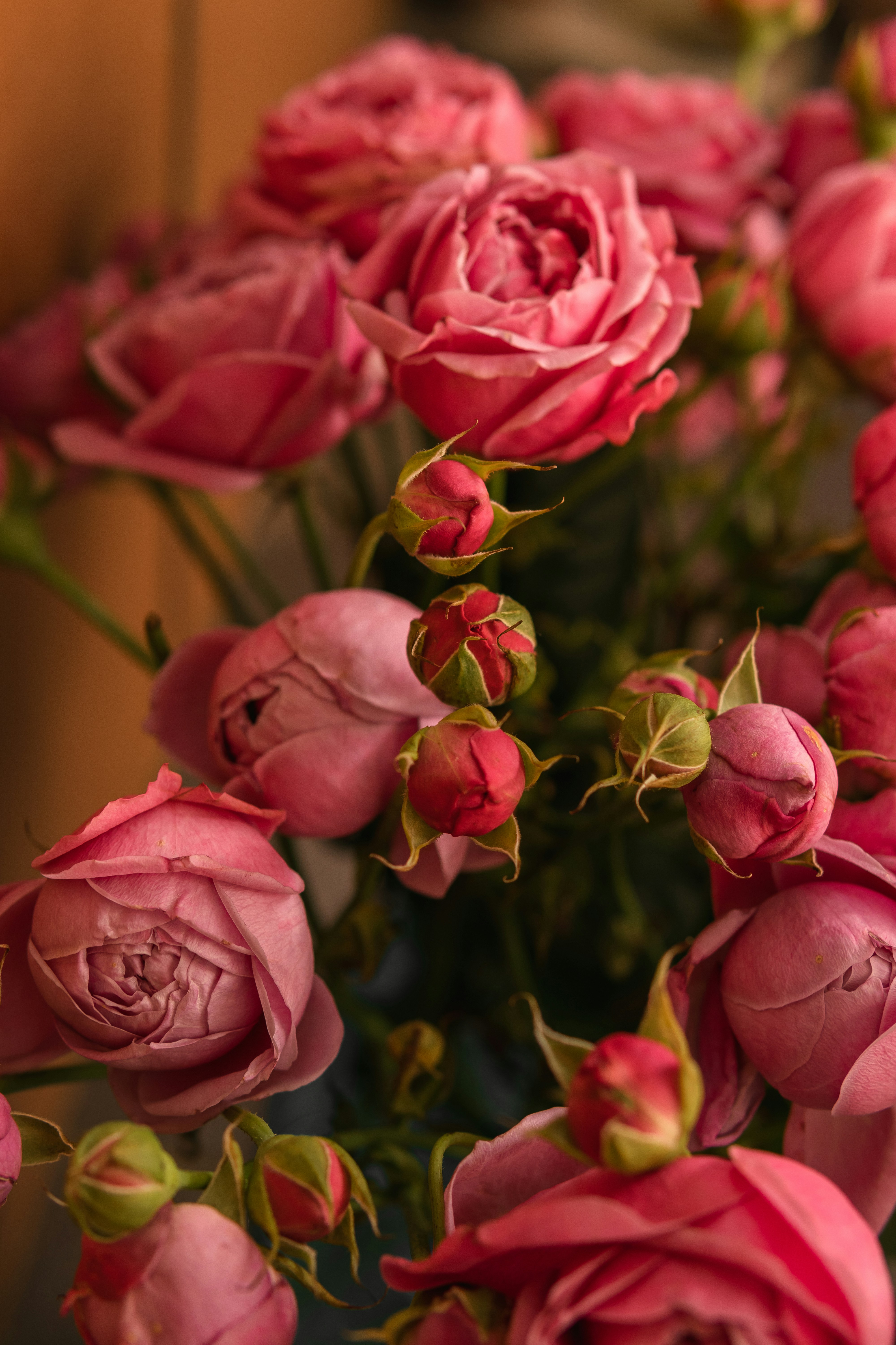 A bunch of pink roses in a vase photo – Free Flower Image on Unsplash