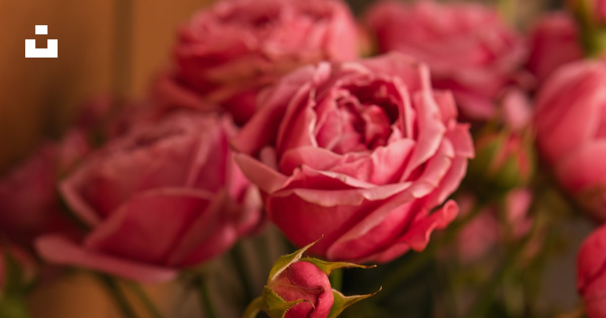A bunch of pink roses in a vase photo – Free Flower Image on Unsplash