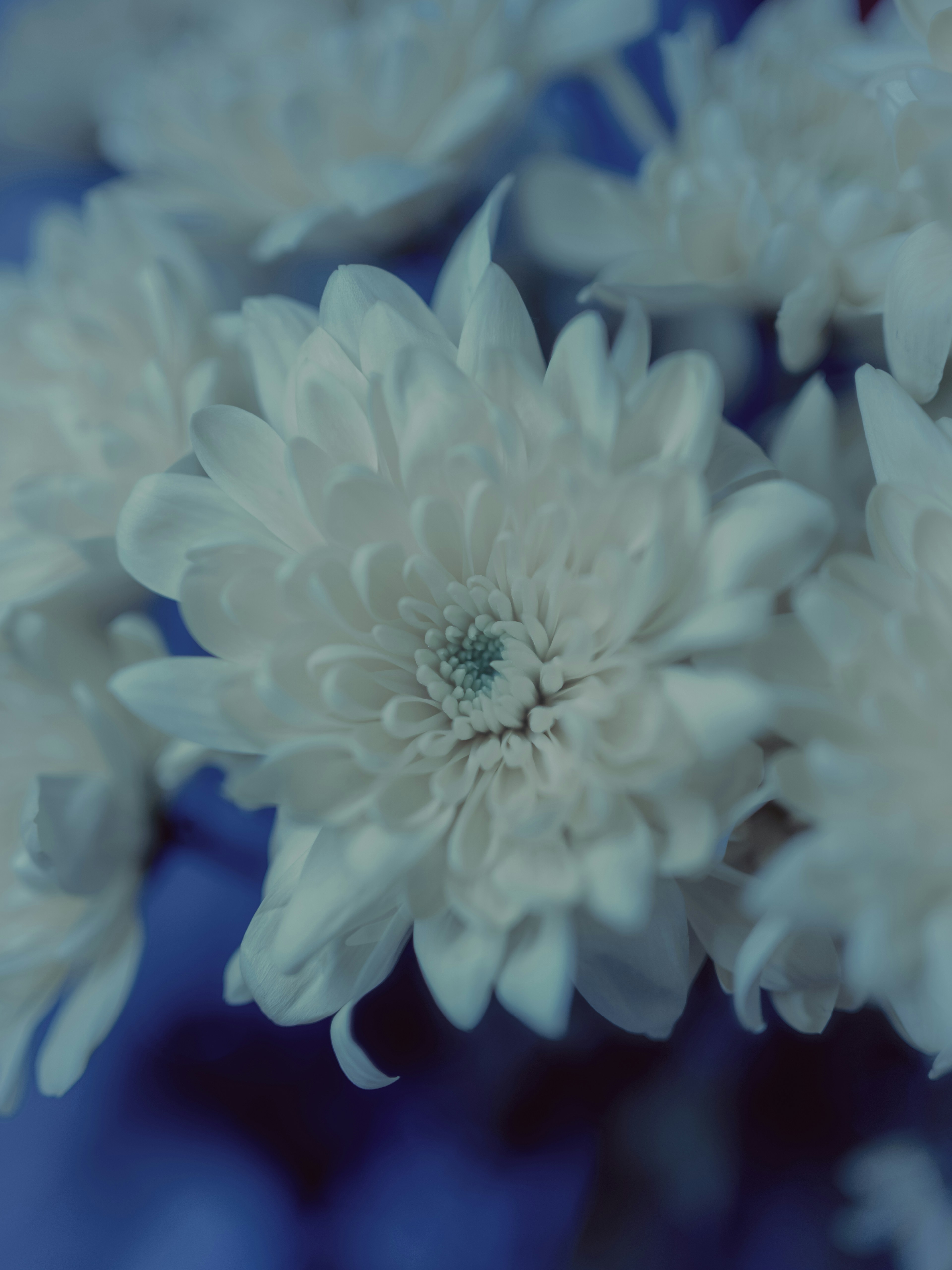 a close up of a bunch of white flowers