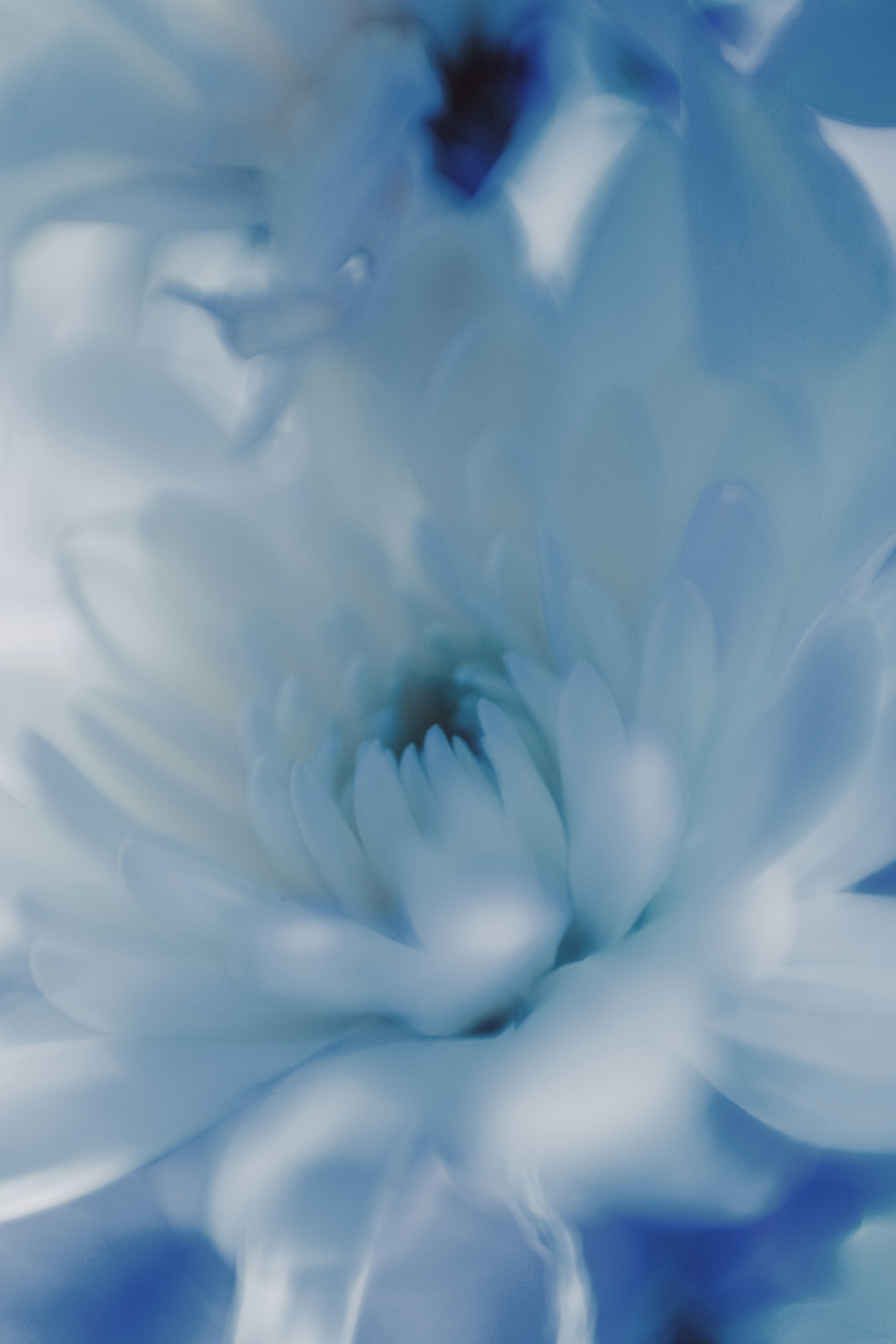 a close up of a white and blue flower