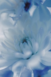 a close up of a white and blue flower