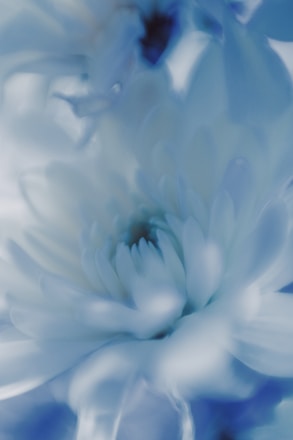 a close up of a white and blue flower