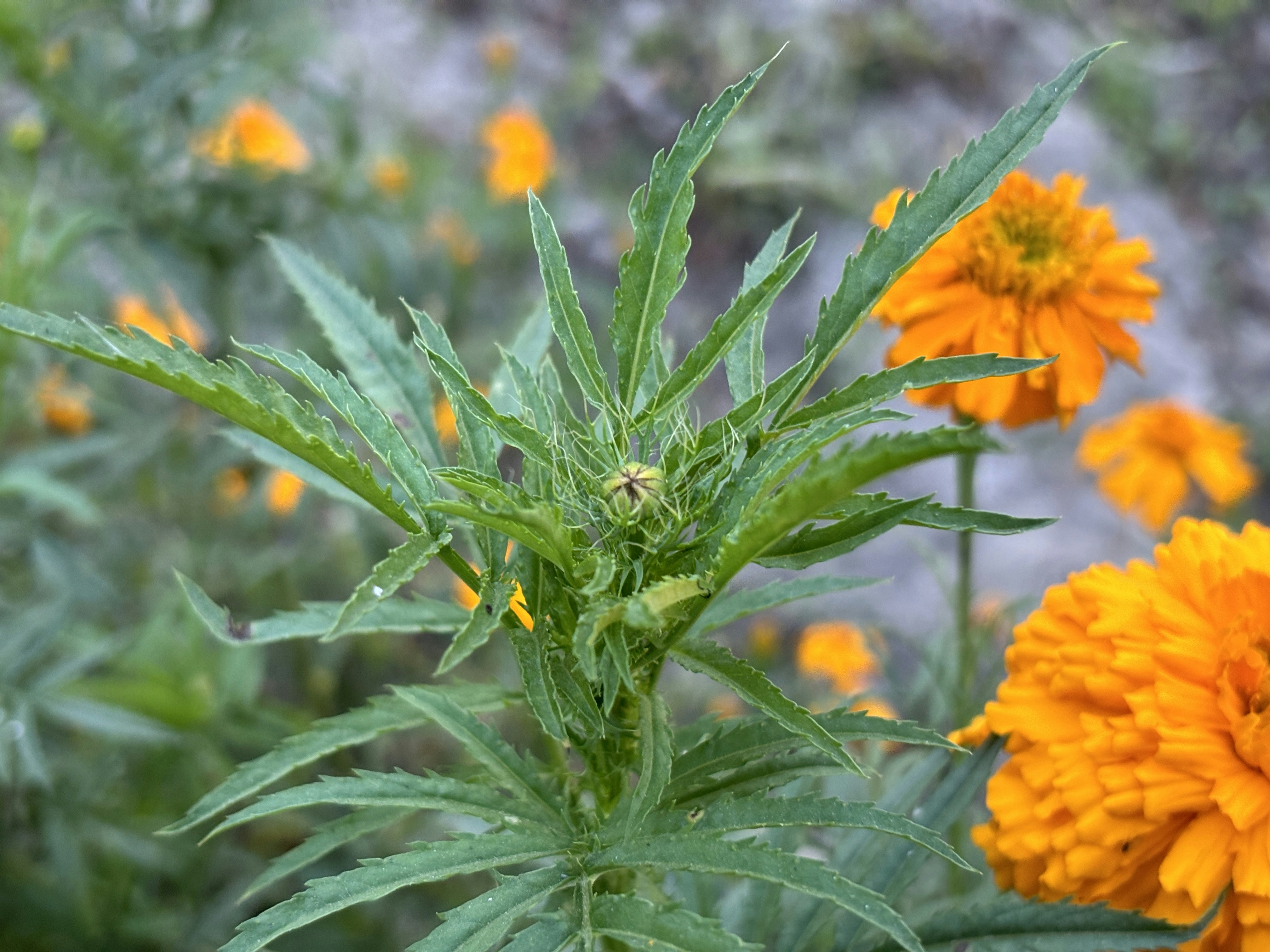 a close up of a plant with yellow flowers in the background