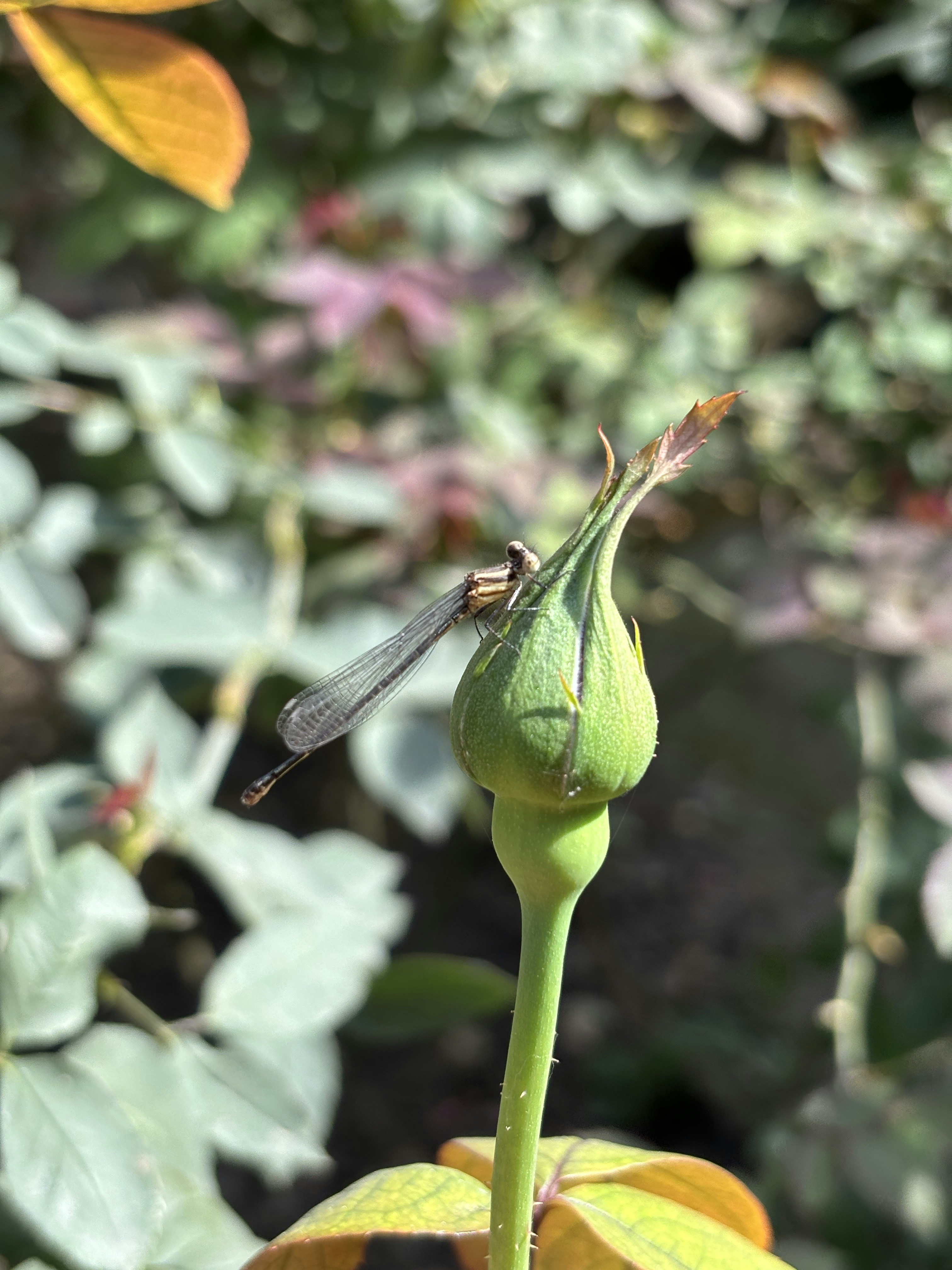 a close up of a flower with a dragonfly on it