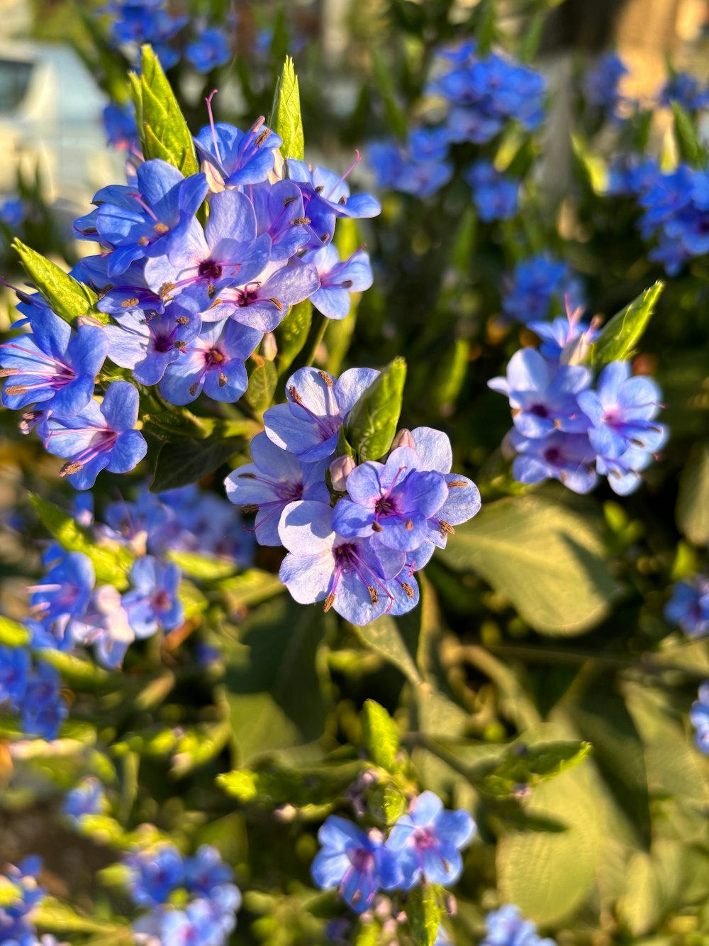 a bunch of blue flowers with green leaves