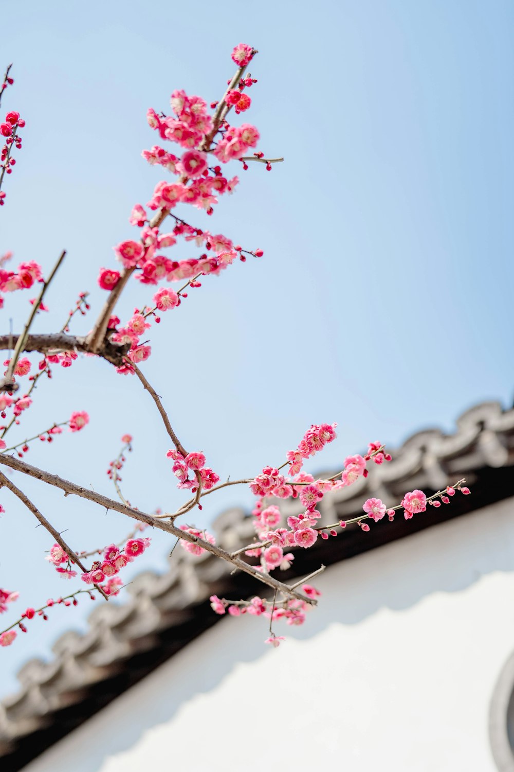 a tree with pink flowers in front of a white building