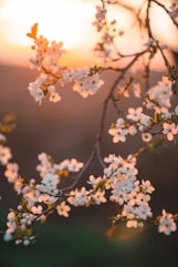 a close up of a tree with white flowers