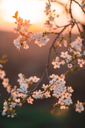 a close up of a tree with white flowers