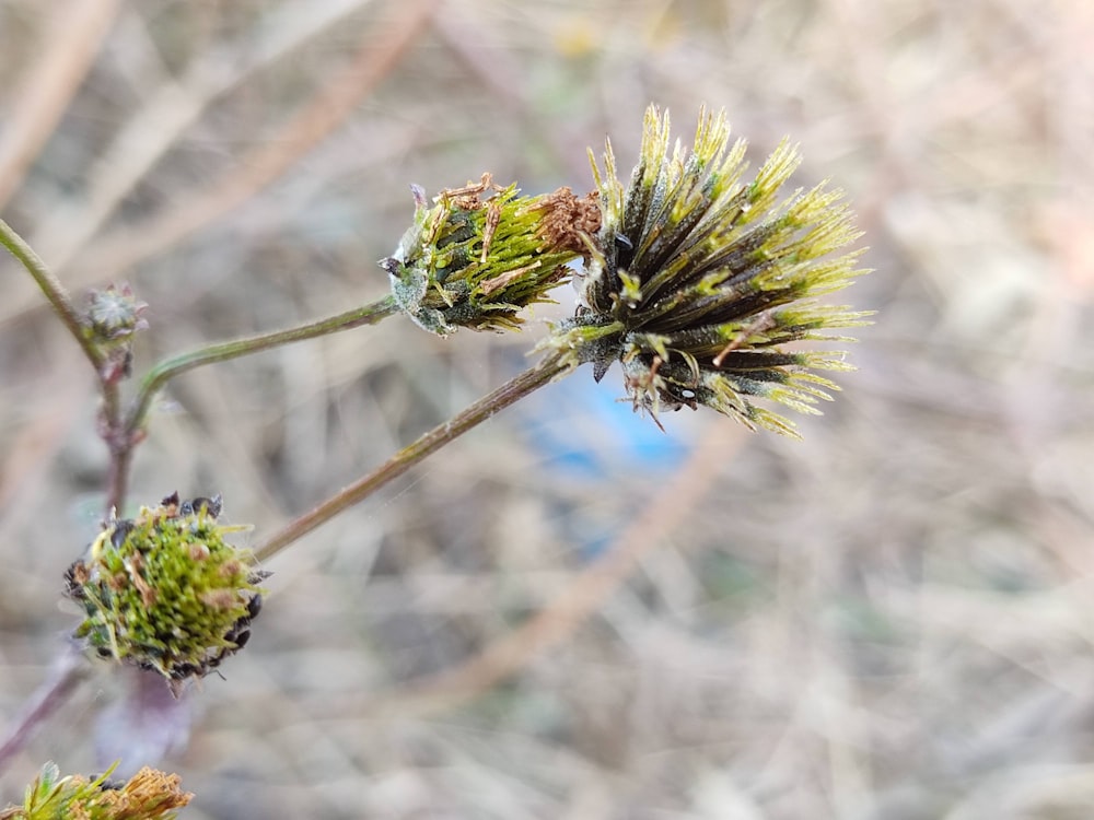 a close up of a plant with a blurry background