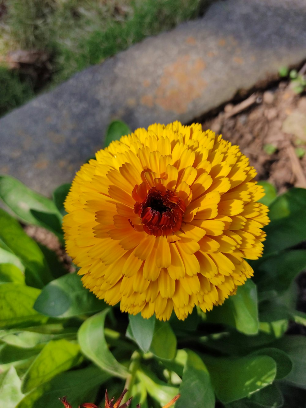 a close up of a yellow flower in a garden