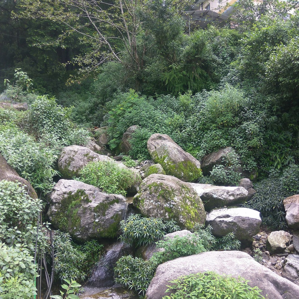 a bunch of rocks that are in the grass