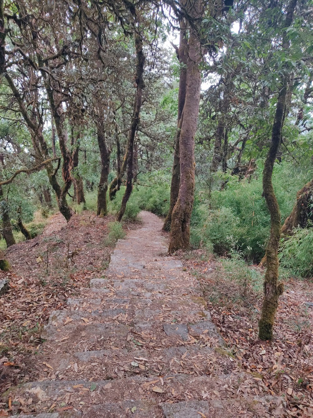 Un sentiero attraverso un bosco con molti alberi