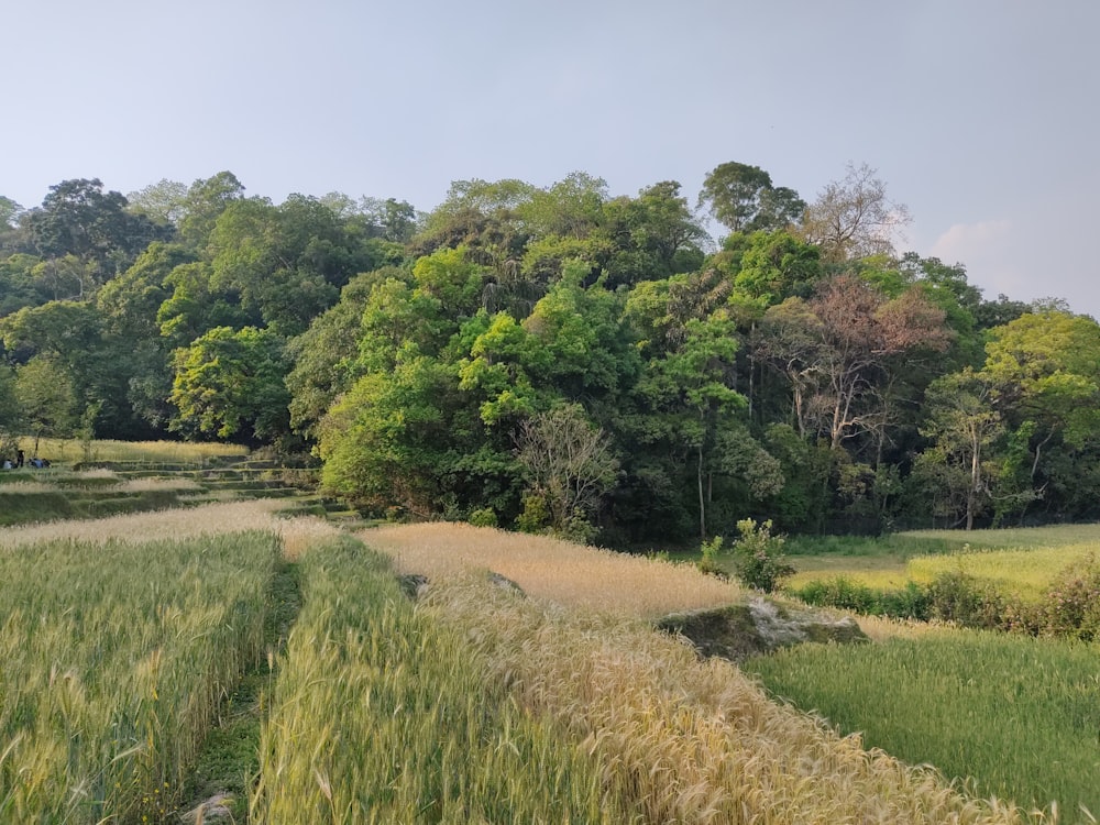 a grassy field with trees in the background