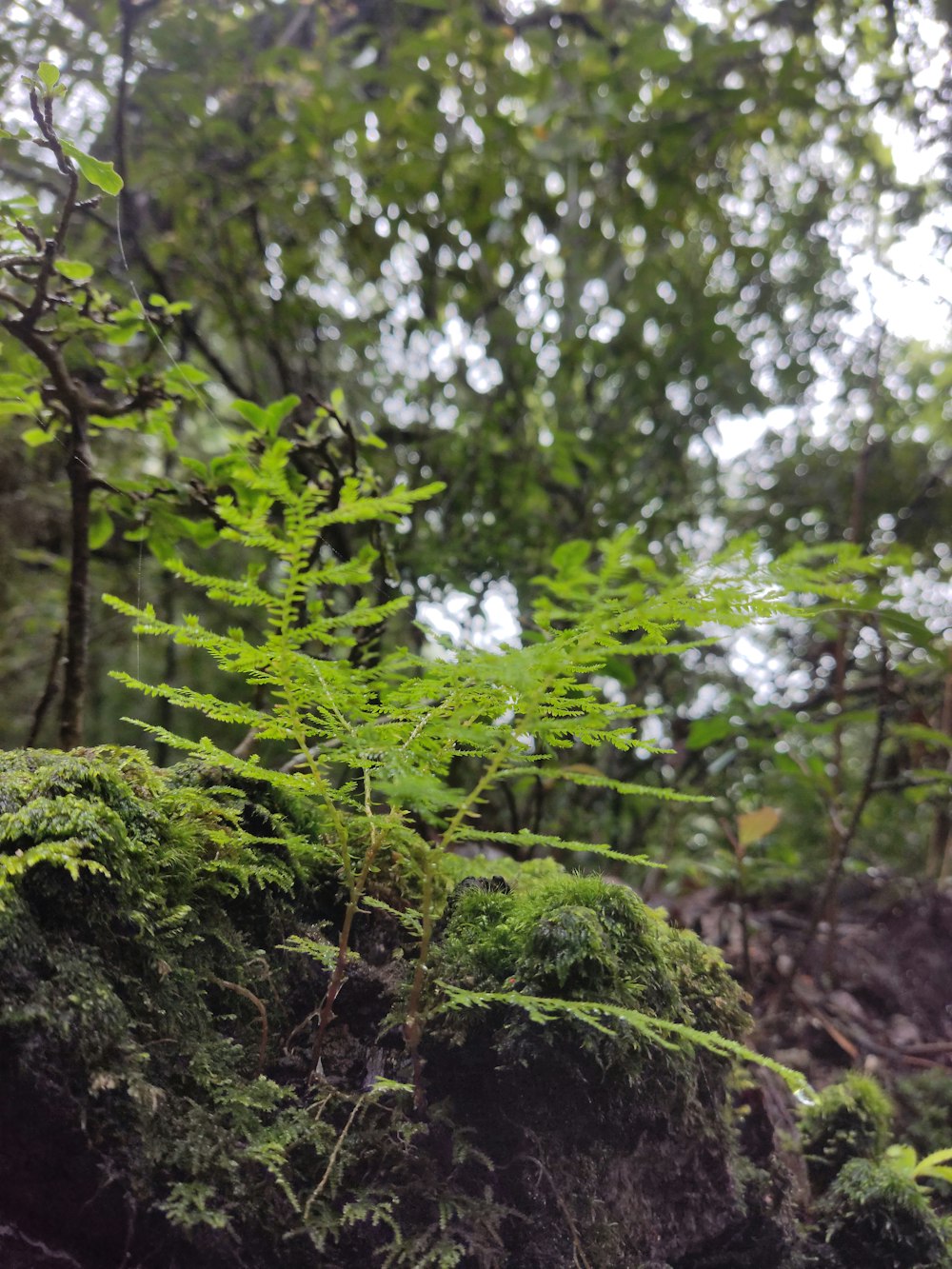 a plant growing out of a rock in a forest