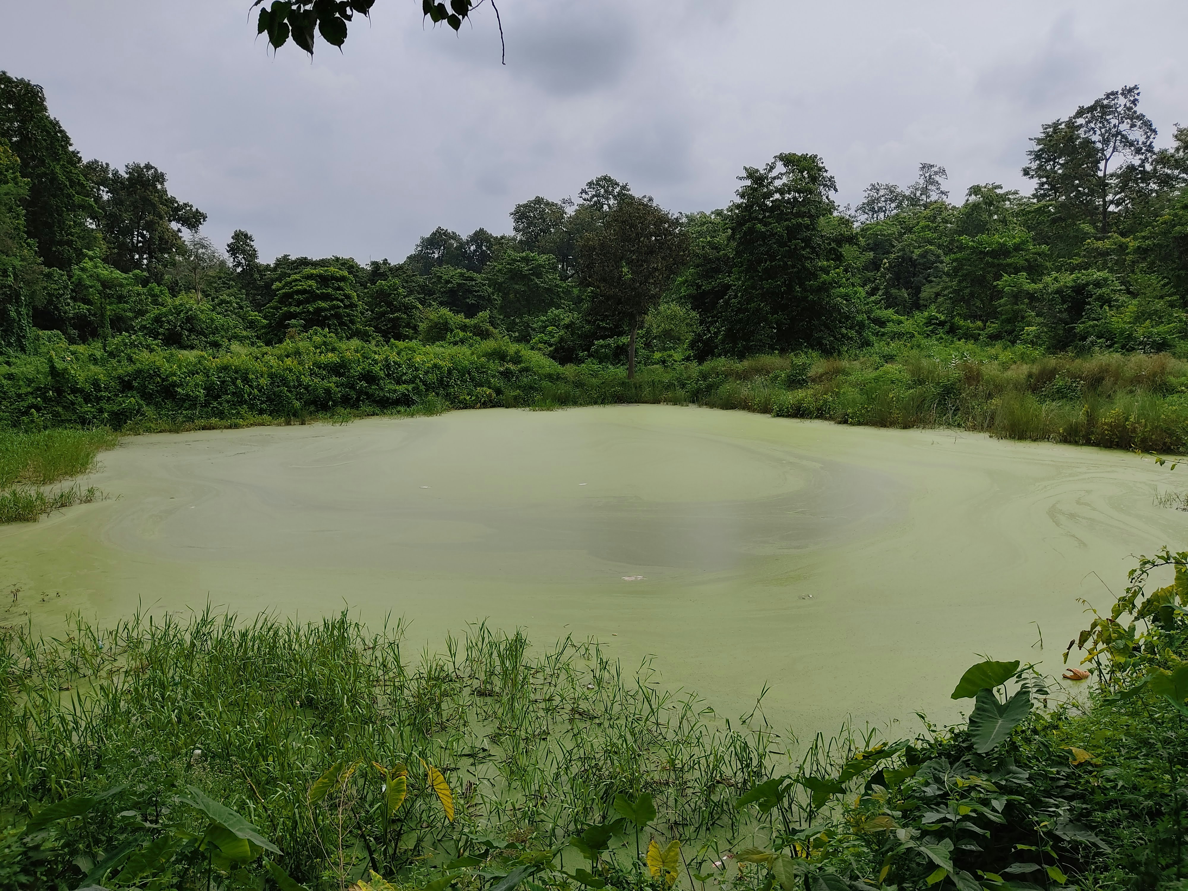 dirty algae pond