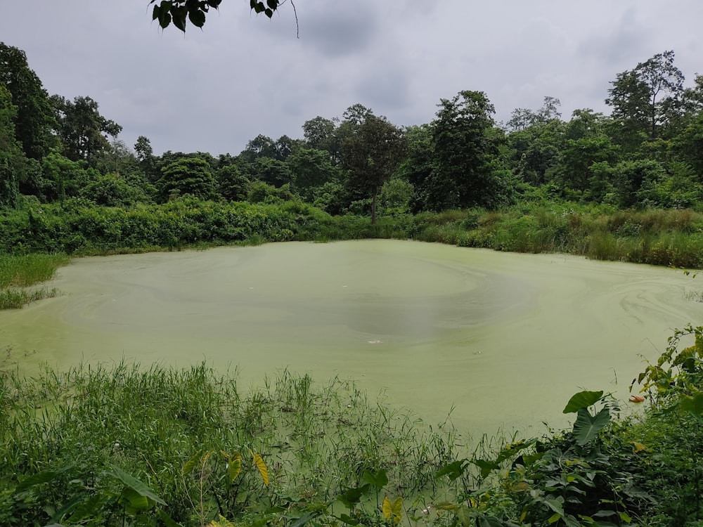 a green pond surrounded by trees and bushes