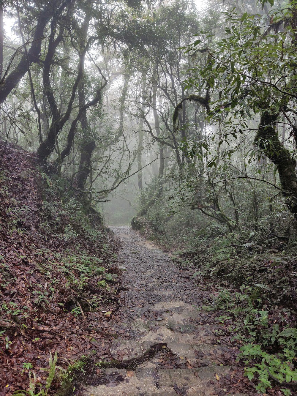 a trail in the middle of a forest with lots of trees