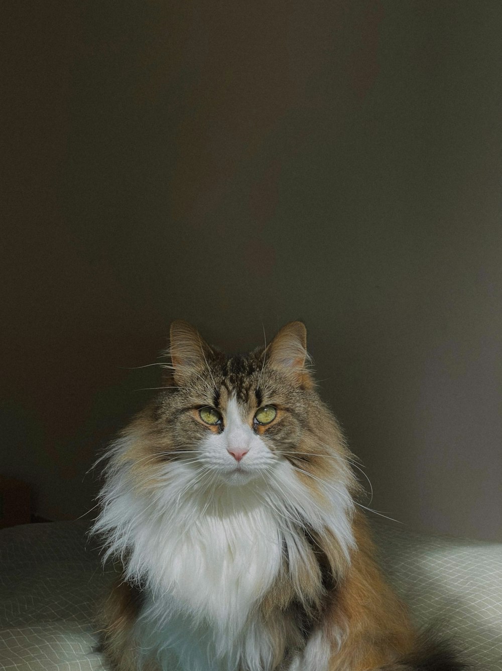 a fluffy cat sitting on top of a bed