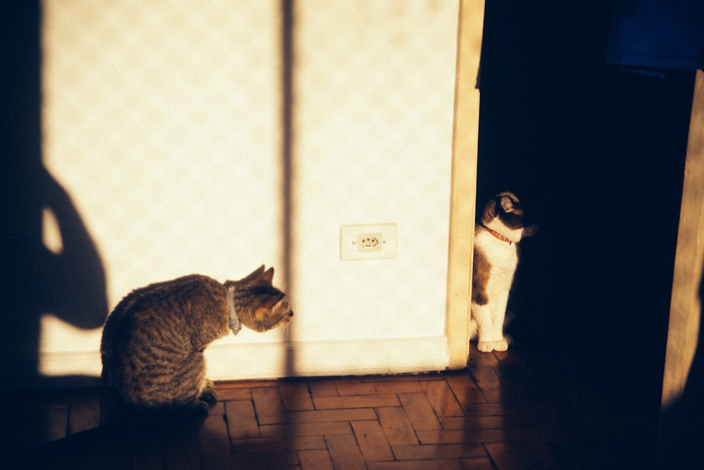 a cat sitting on the floor in front of a door