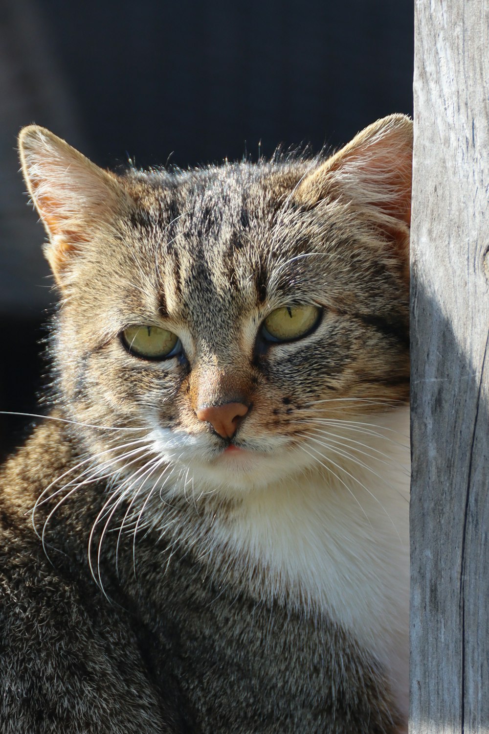 a close up of a cat near a fence