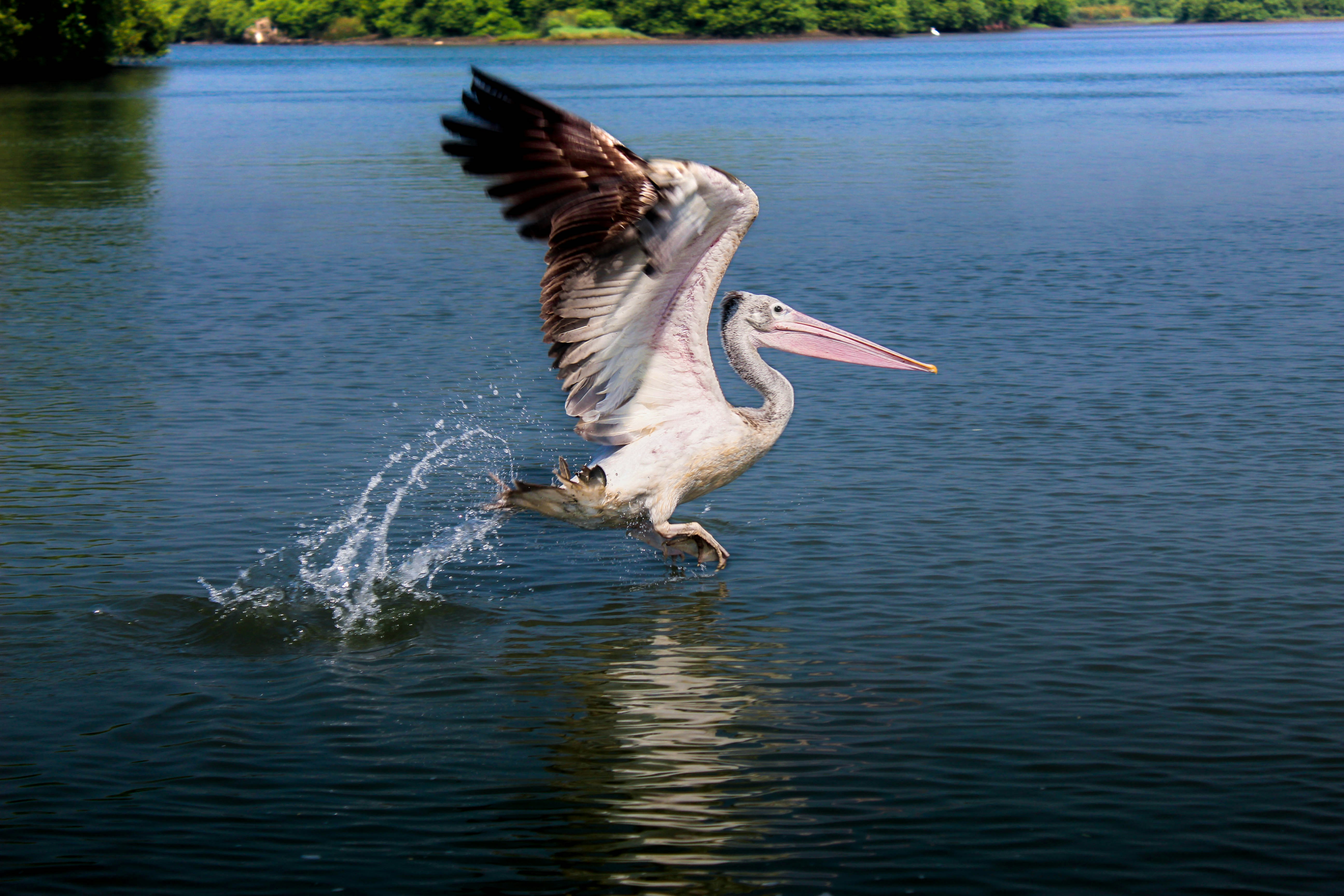 um grande pássaro voando sobre um corpo de água