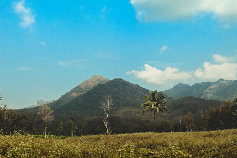 a palm tree in a field with mountains in the background