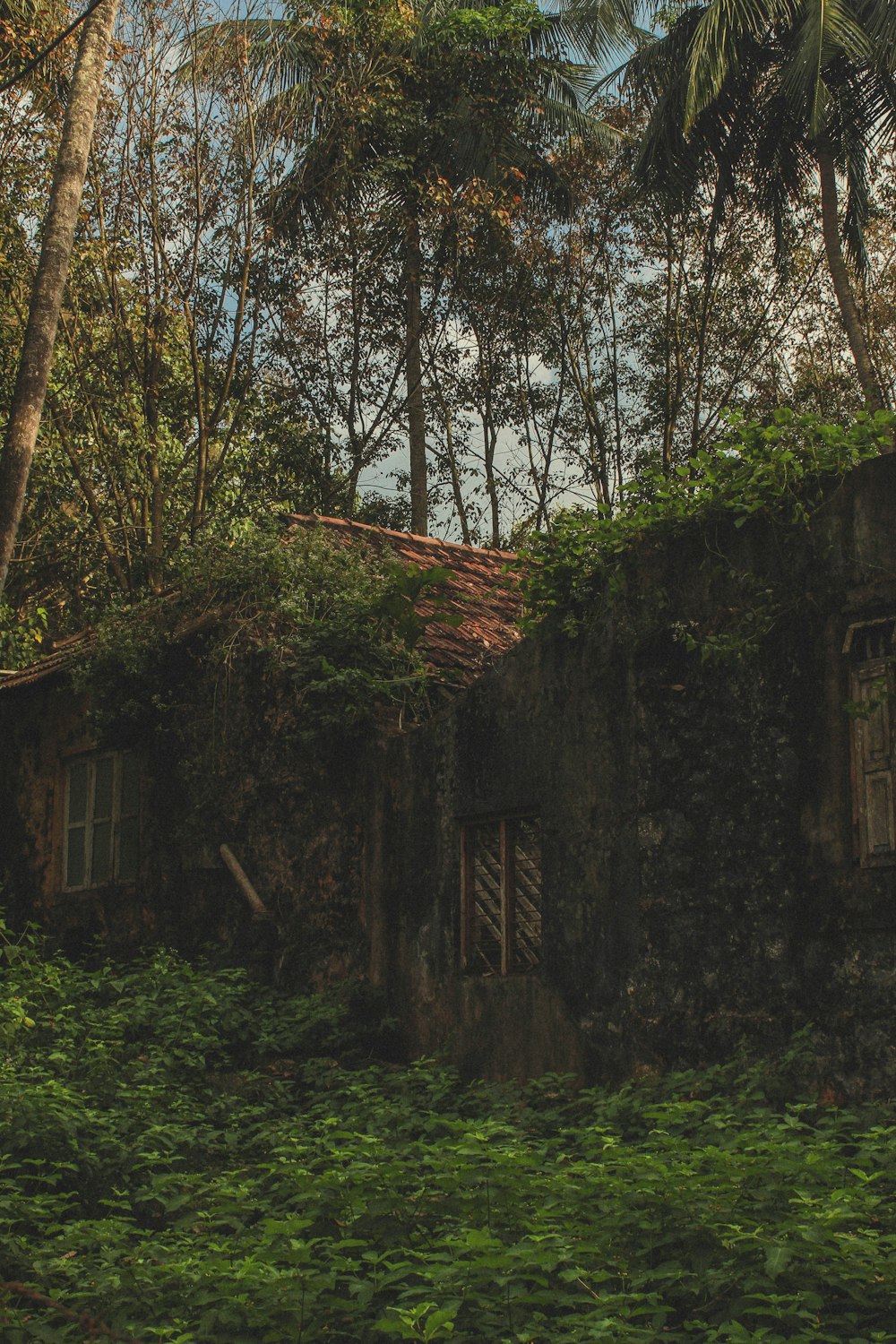 a house in the middle of a forest