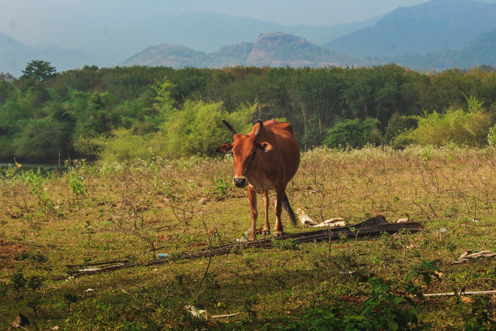 a brown cow standing on top of a lush green field