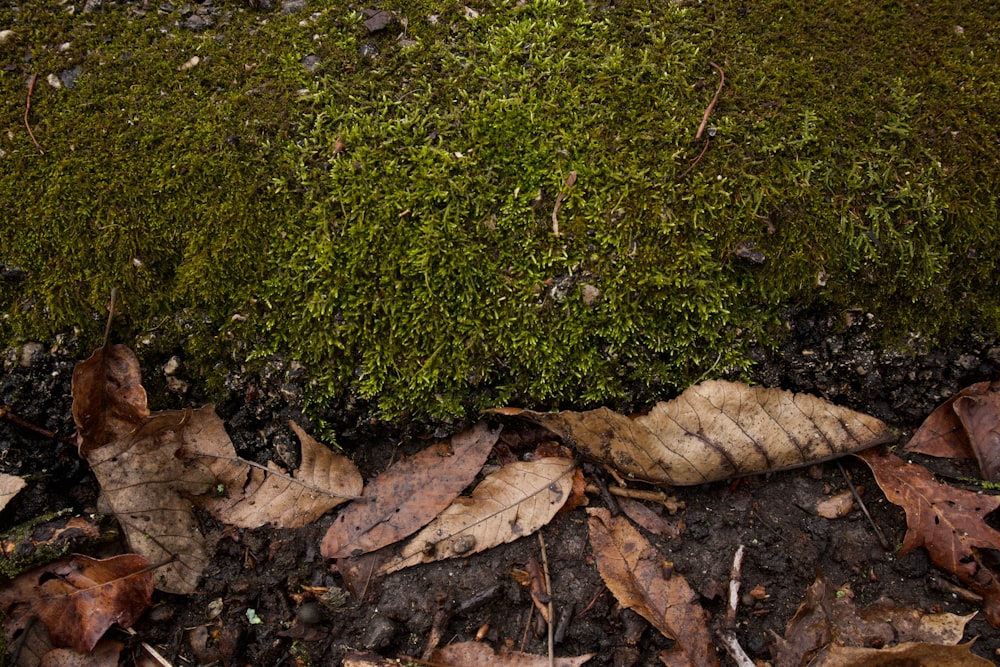 a close up of leaves and moss on the ground