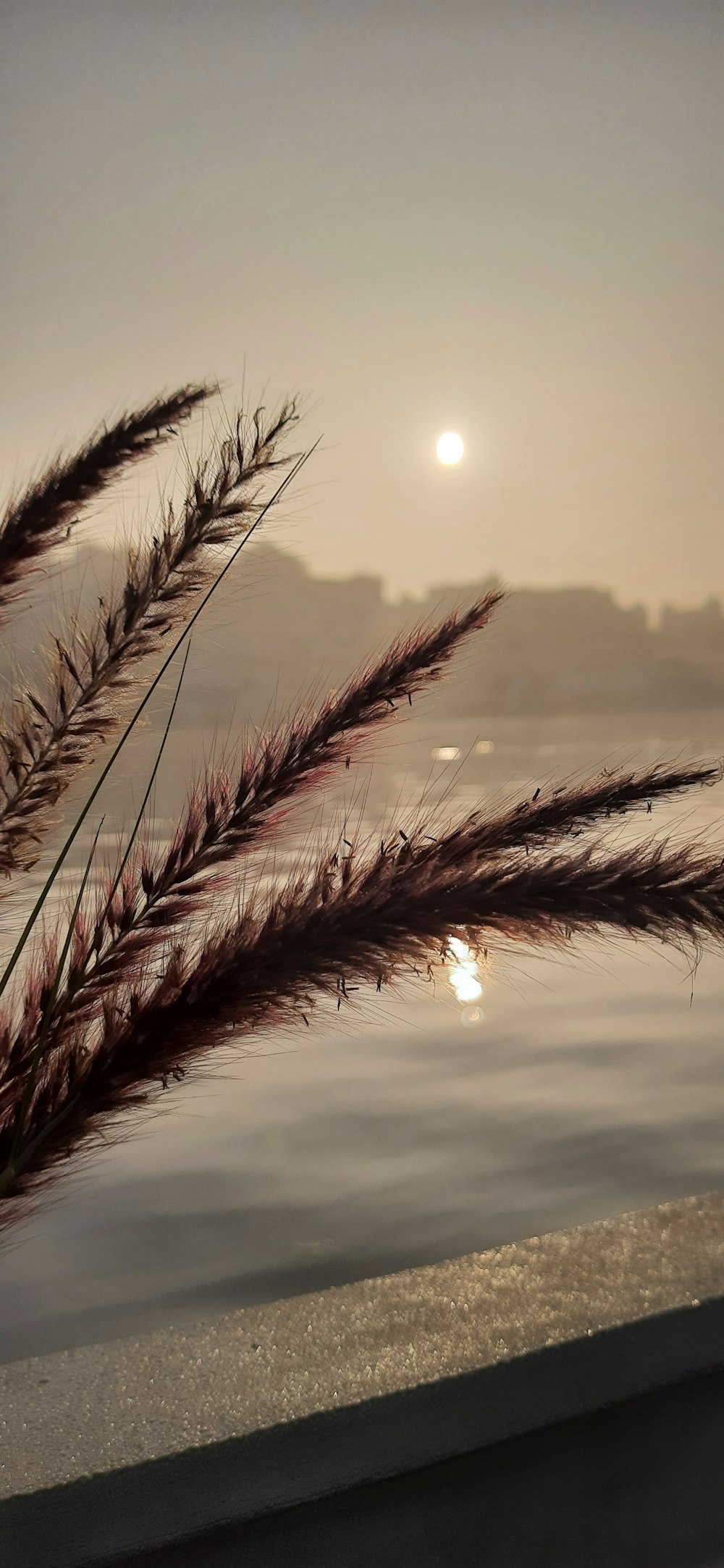 a close up of a plant near a body of water