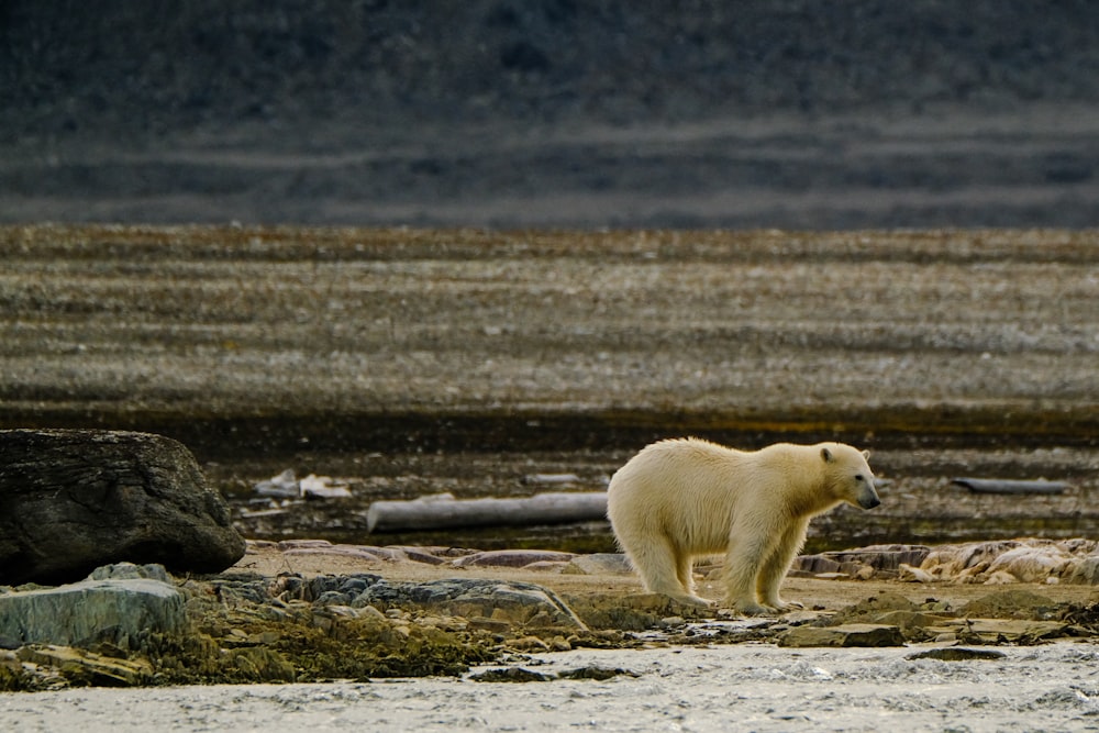 a polar bear walking across a sandy beach