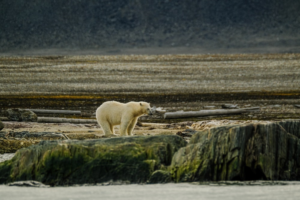 a polar bear standing on top of a sandy beach