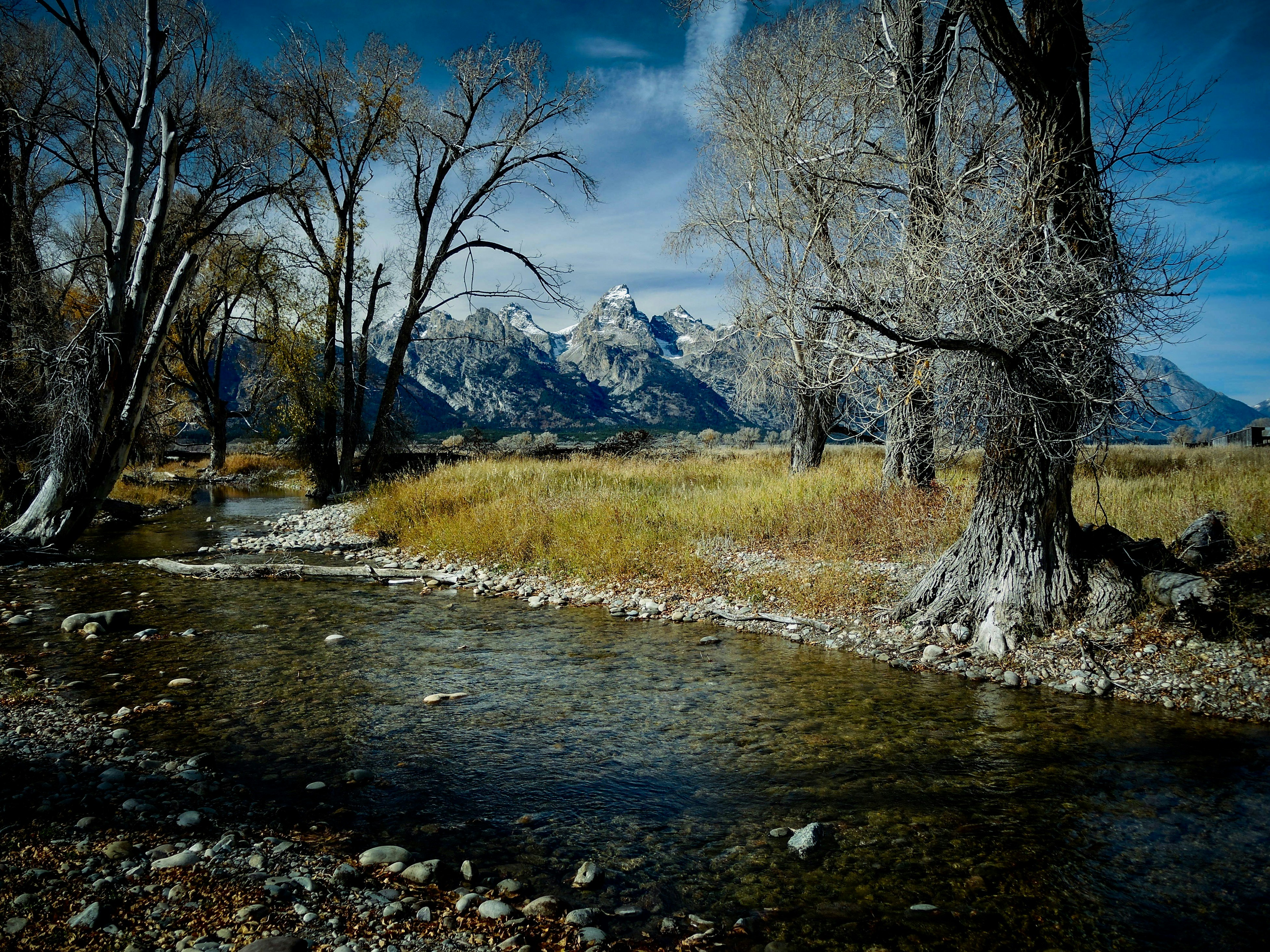 a river running through a lush green forest