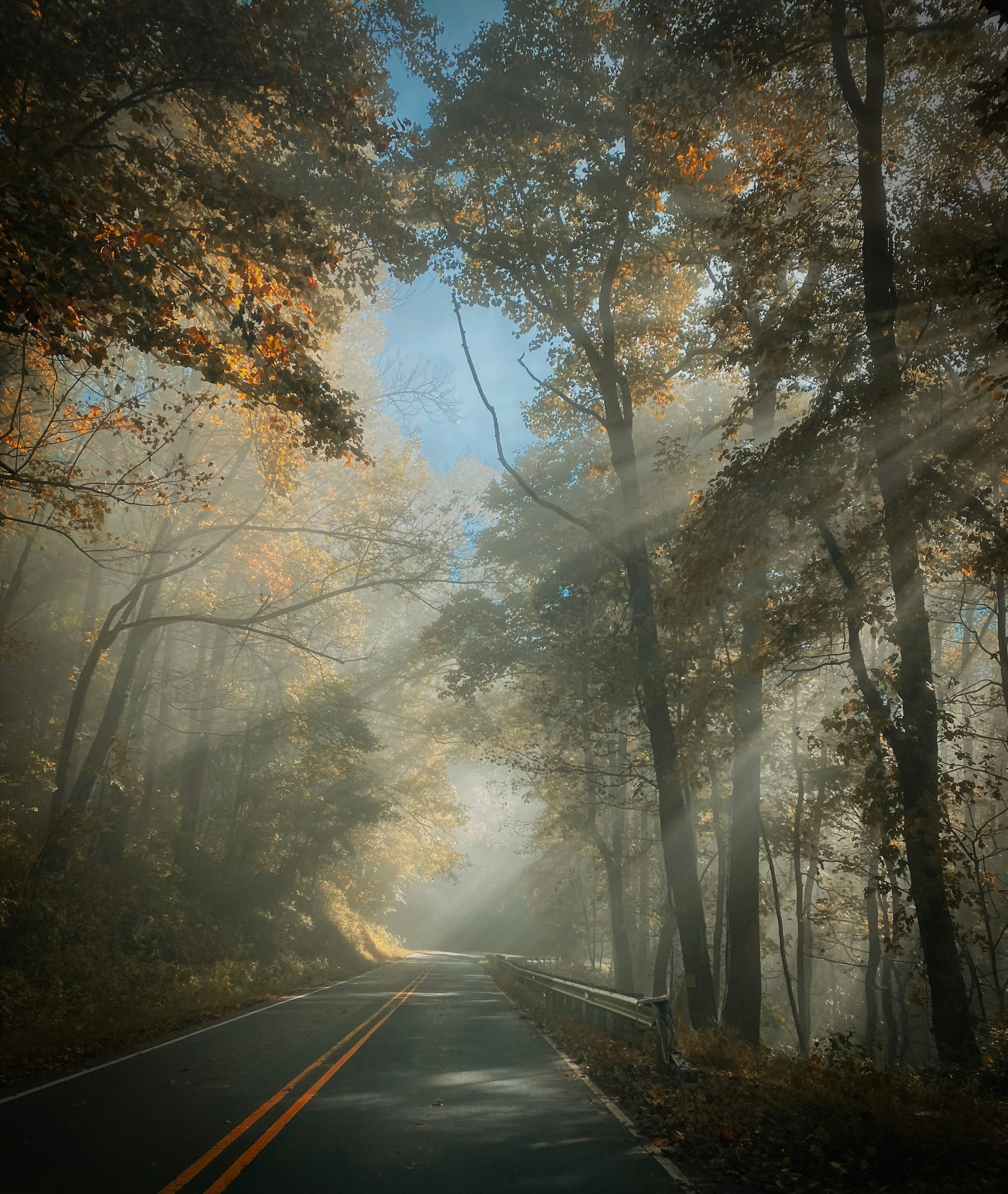 a road in the middle of a forest