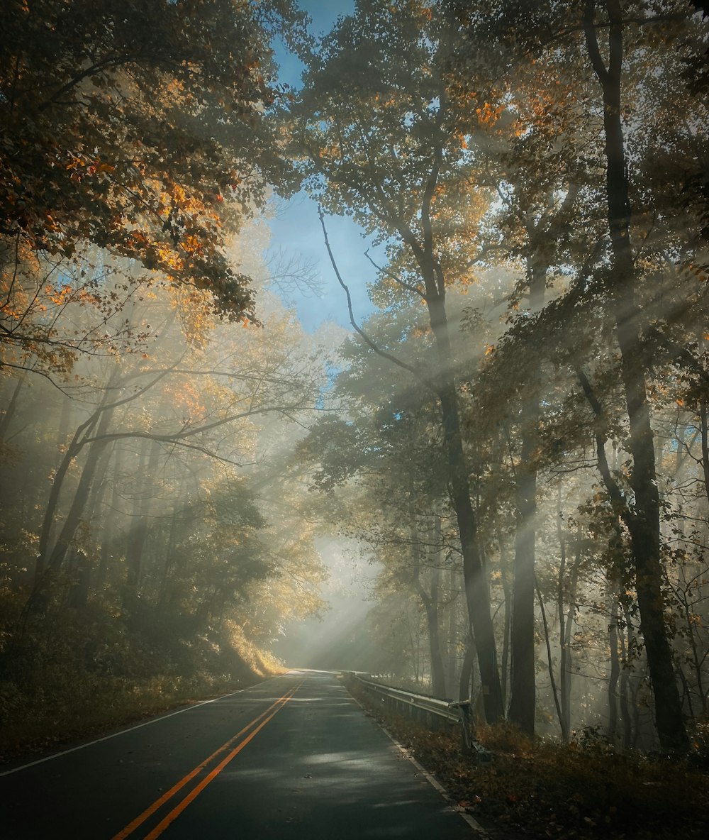 a road in the middle of a forest