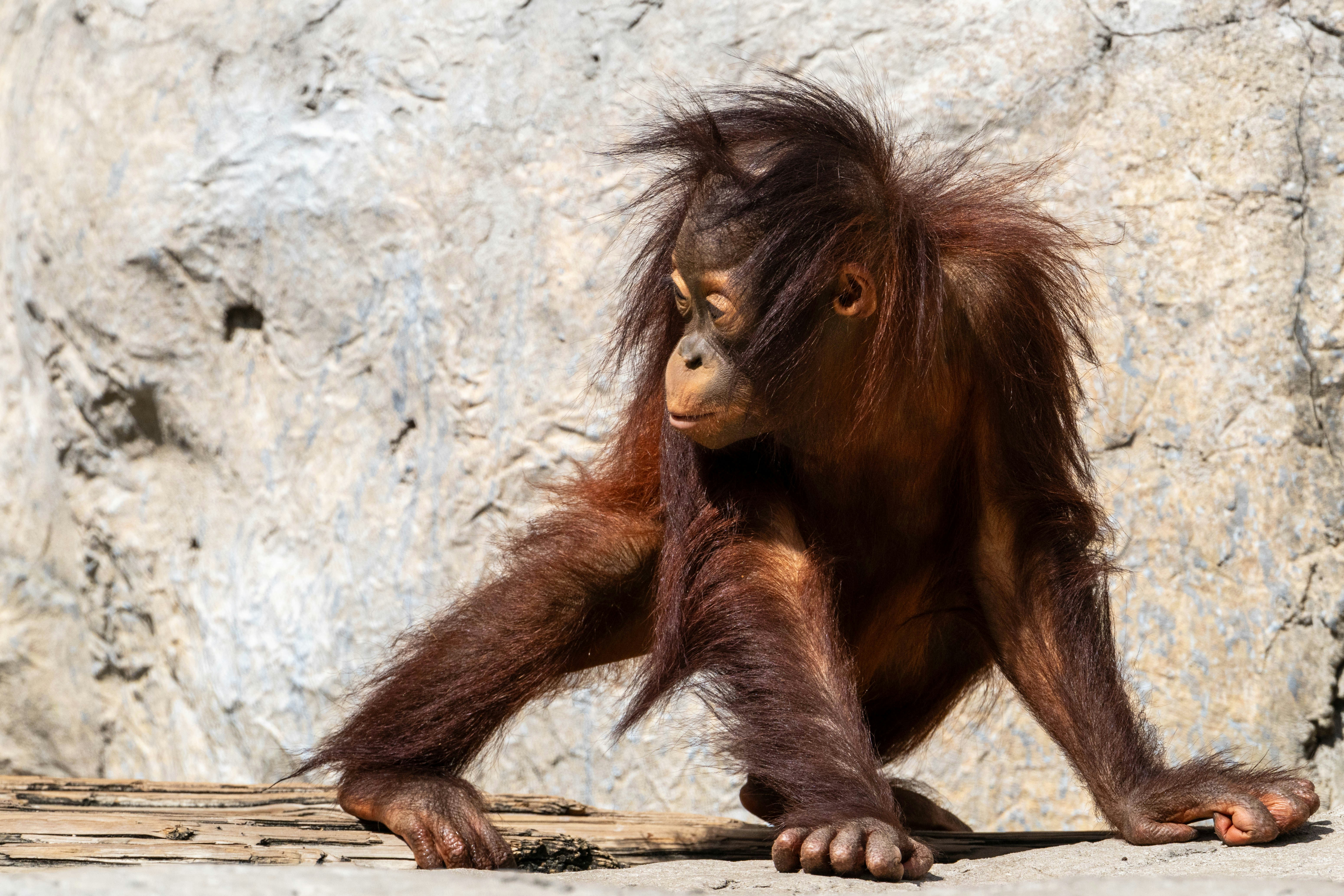 bayi oranguel duduk di atas batu