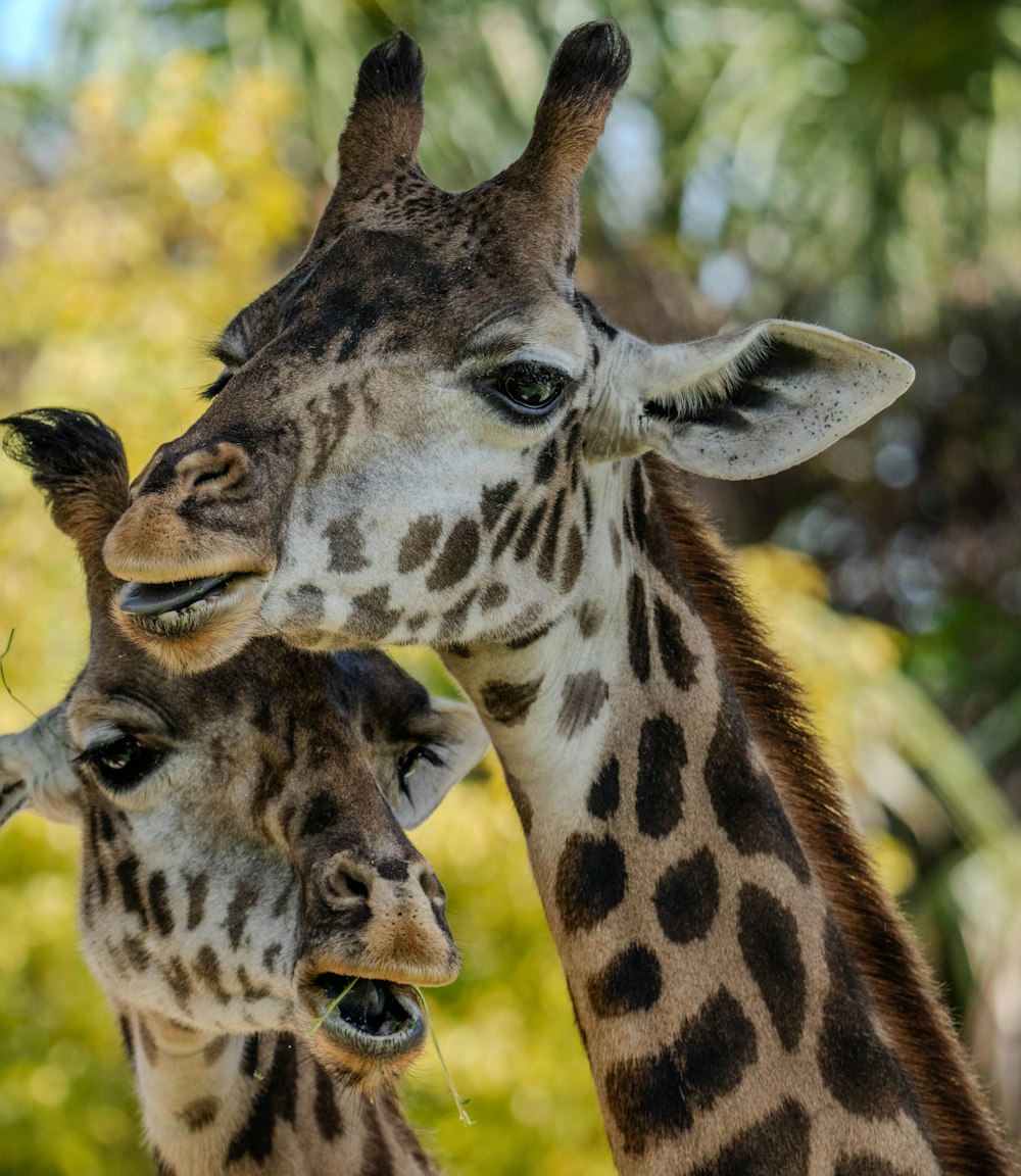 a couple of giraffe standing next to each other