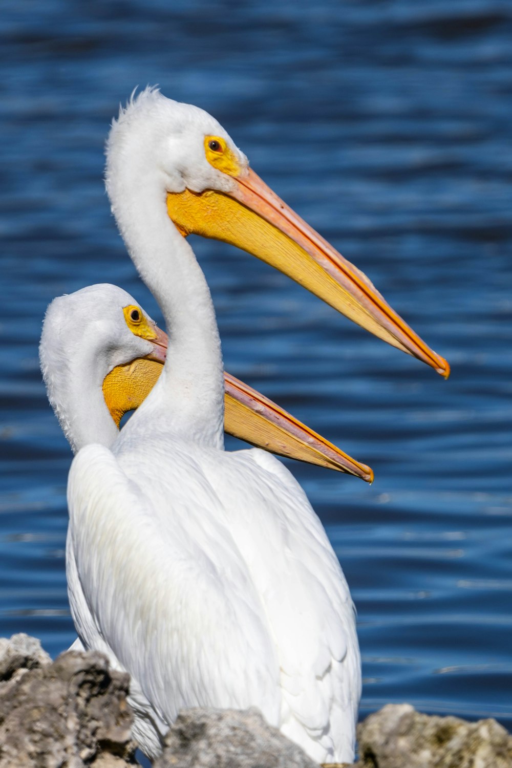 two white pelicans sitting on a rock next to a body of water