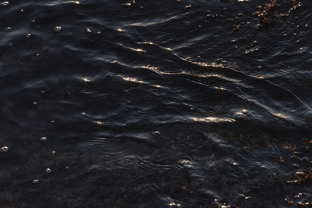 a duck floating on top of a body of water