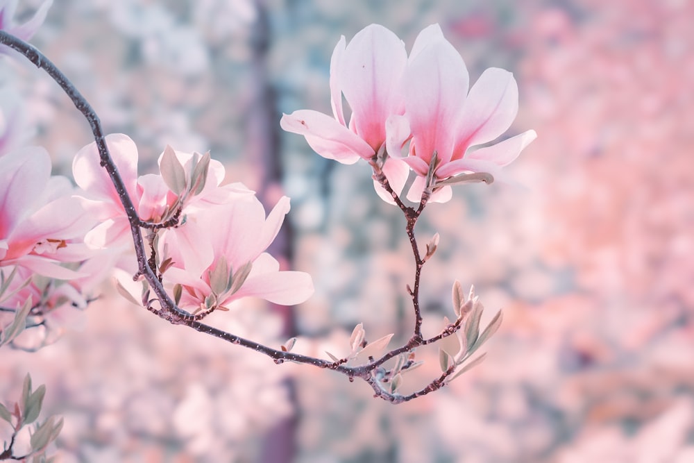 um galho de uma árvore com flores cor-de-rosa