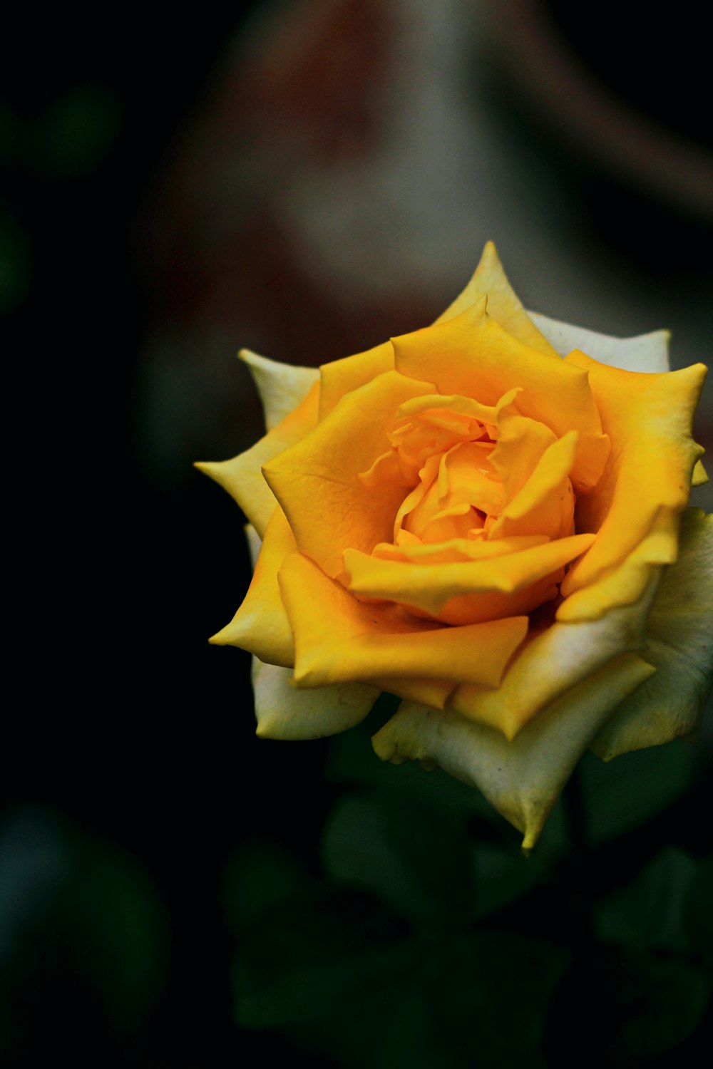 a yellow rose is blooming in a vase