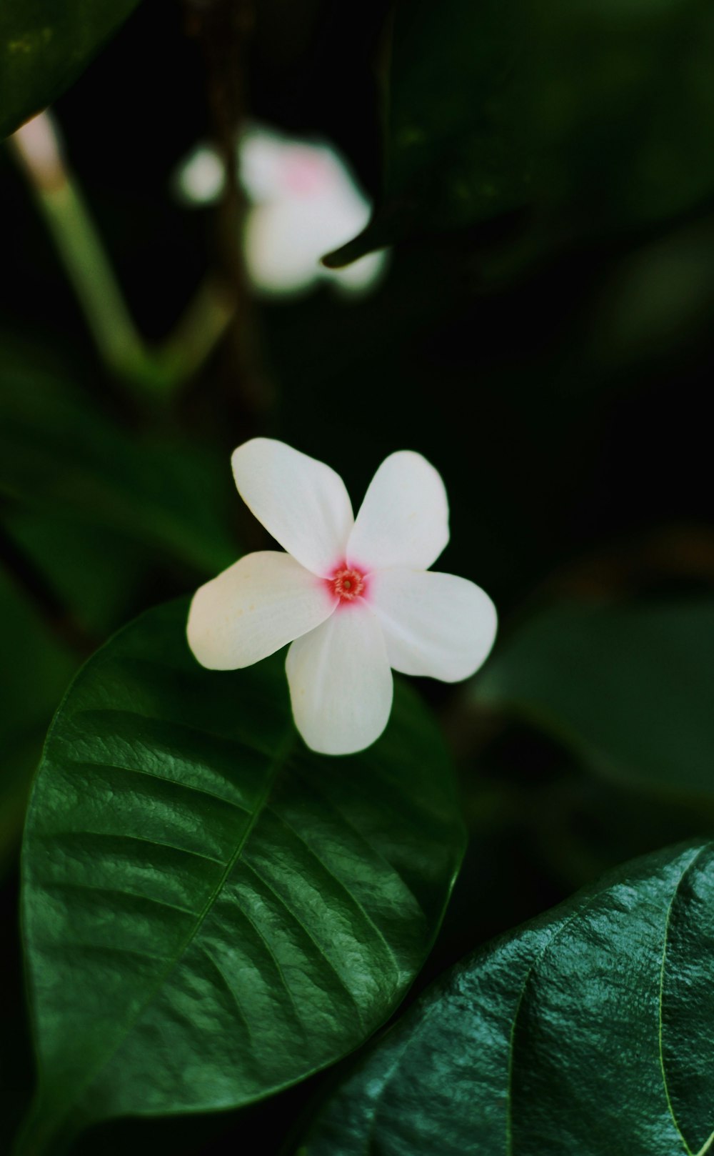 a white flower with a red center surrounded by green leaves