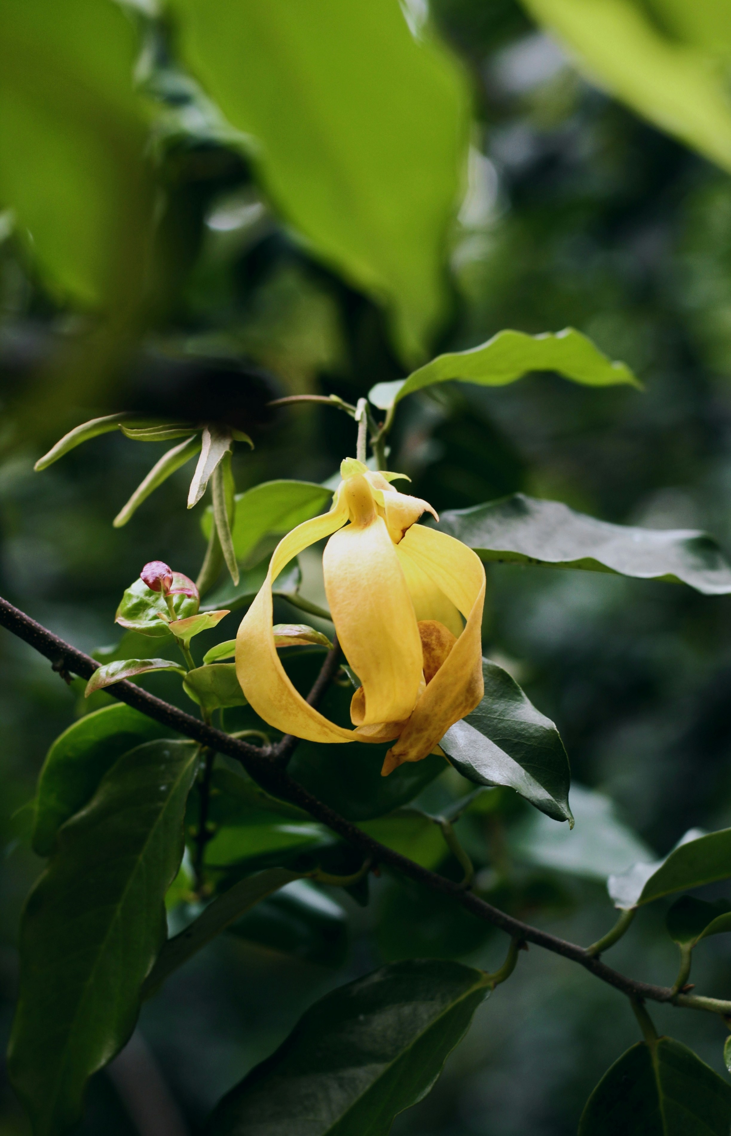 Fleur d’ylang-ylang jaune sur l’arbre
