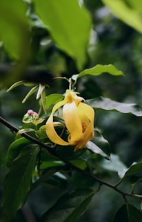 a close up of a yellow flower on a tree