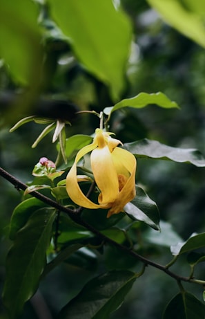 a close up of a yellow flower on a tree