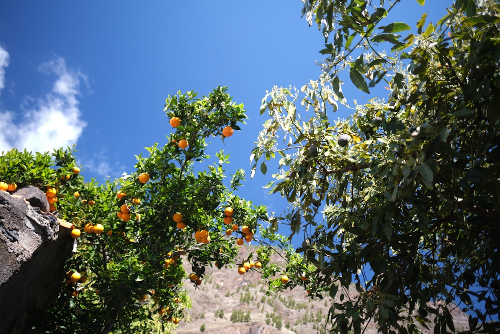 an orange tree with oranges growing on it