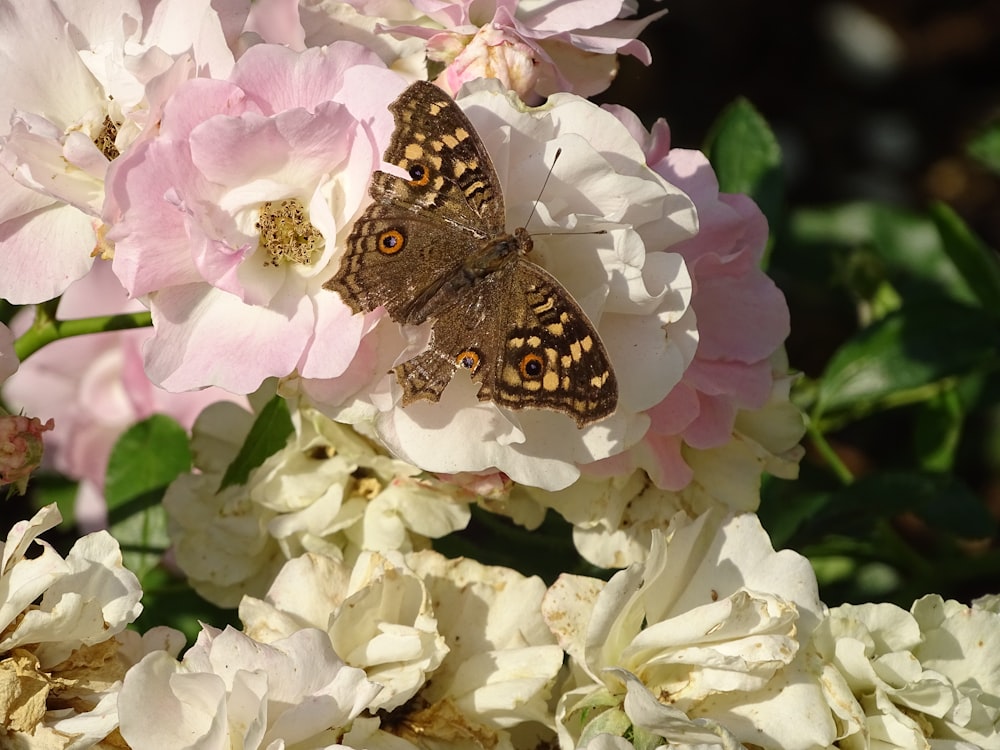 a brown butterfly sitting on a pink and white flower