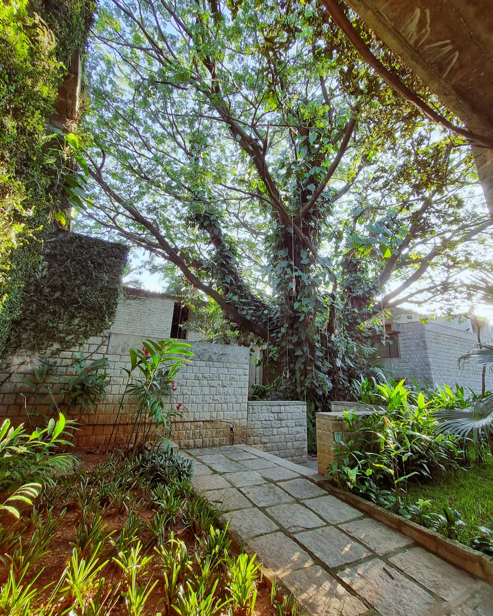 a large tree in the middle of a garden