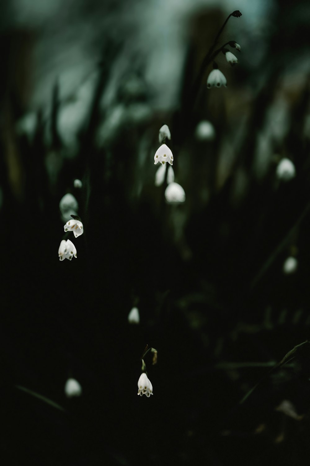 um grupo de flores brancas sentado no topo de um campo verde exuberante